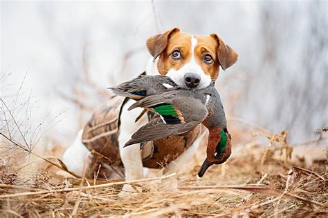 Gator the Duck Dog - Gun Dog