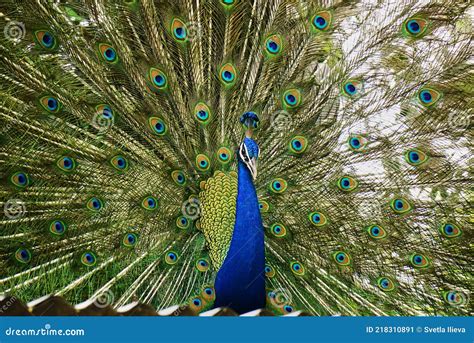 Peacock with Beautiful Open Tail Stock Image - Image of jaipur, filling ...