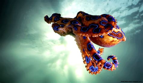 Blue Ringed Octopus Hd Wallpapers | Wallpapers Box