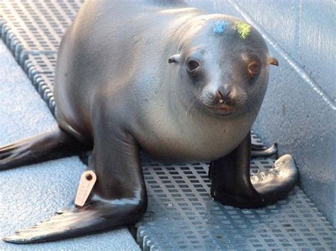 Sausalito Center Helps Rescue Sick Sea Lion Pups - capradio.org