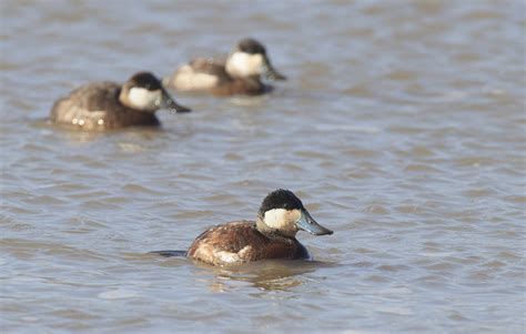 ruddy-ducks – Wildlife In Nature