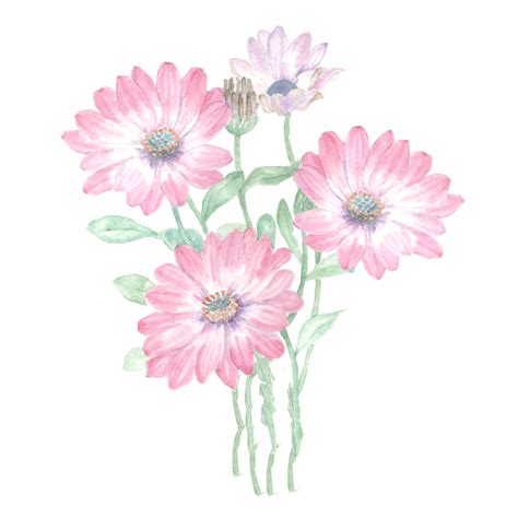 Aster Flower White Transparent, Pink Aster Watercolor Flower Bouquet Free Png And Psd ...