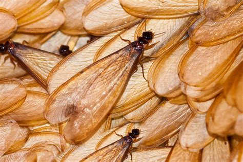 What to Do About Flying Ants in Your Home