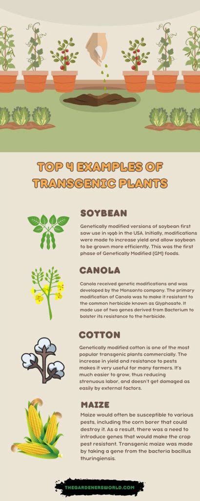 A List Of Transgenic Plants | Genetically Modifying Plants Is A Good Thing - The Gardeners World