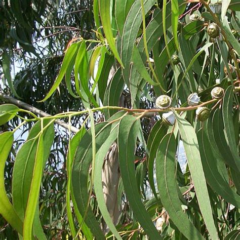 Eucalyptus Globulus - AroMed Aromatherapy