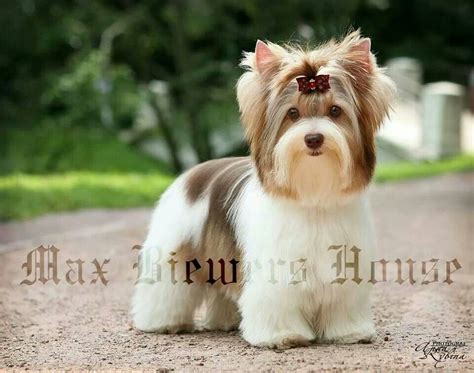 The Best Breeds Of Dogs For Apartments | Biewer yorkie, Yorkshire ...