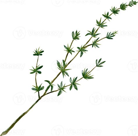 watercolor thyme herb clip art 16548302 PNG