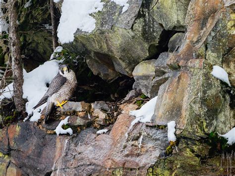 Peregrine Falcon Nesting: A Complete Guide | Birdfact