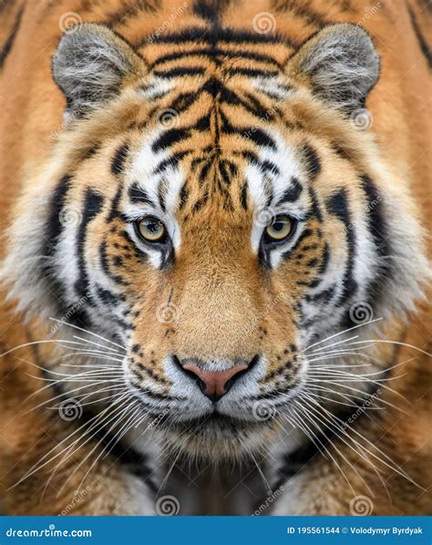 Close Up Of Tiger Face, Powerful Dangerous Intense Wild Siberian Tiger Stock Photography ...