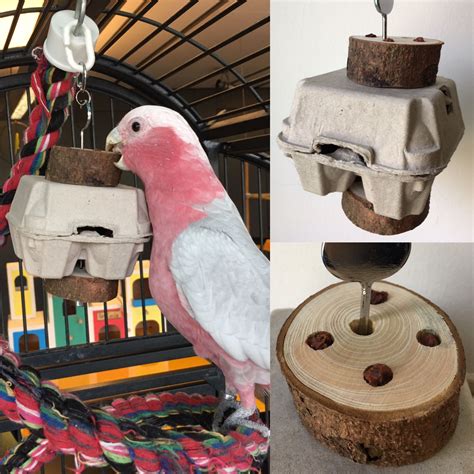 Parrot toy made with wood and an egg cardboard box filled with treats ...