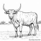 Longhorn Coloring Pages  Free & Printable sketch template