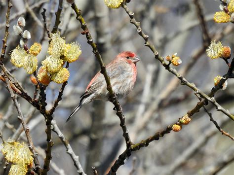 Bird study illustrates interplay between disease transmission and ...