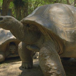 Aldabra Giant Tortoise Facts and Pictures