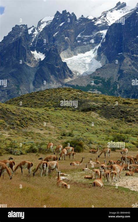 Guanaco herd (Lama guanicoe) resting at lake, Parque Nacional Torres ...