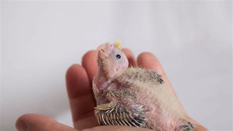 Care For An Abandoned Baby Cockatiel | BeChewy