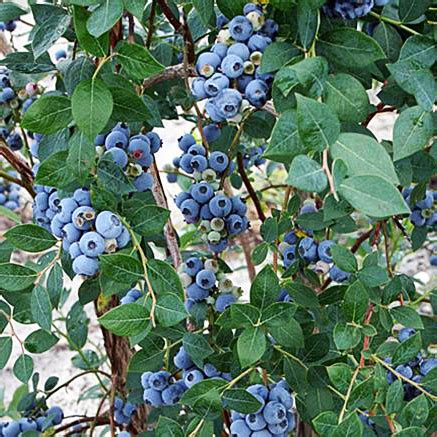 Sweetheart Blueberry Bushes | Greenwood Nursery