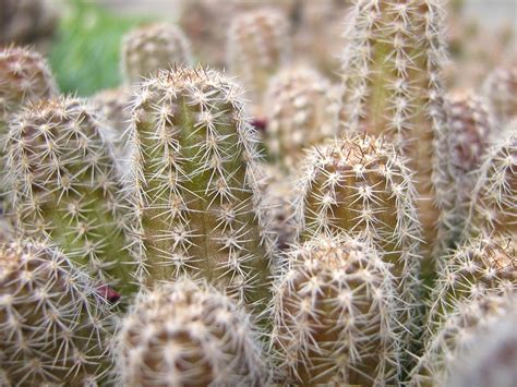 Free photo: Cactus, Plant, Spike, Green - Free Image on Pixabay - 779226
