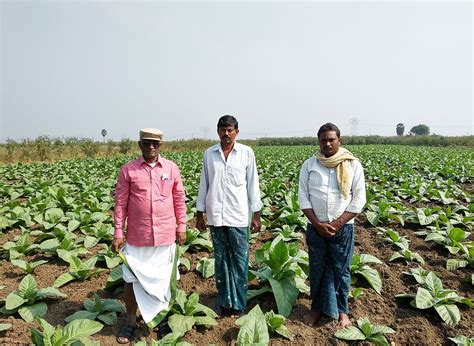 Tobacco farming’s last puff in Prakasam