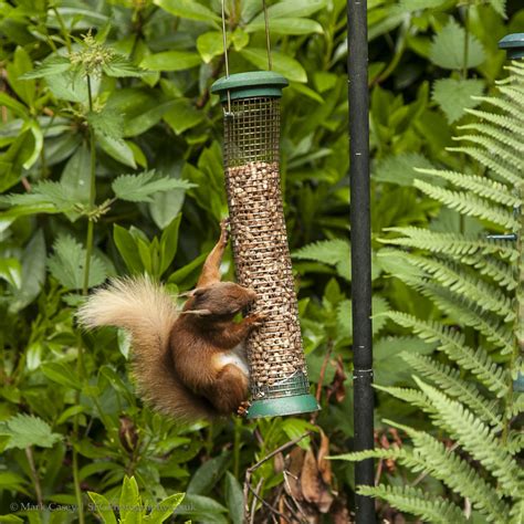 Wildlife in Scotland