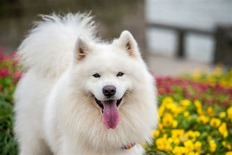 The 20 cutest dog breeds, according to science | Salon.com