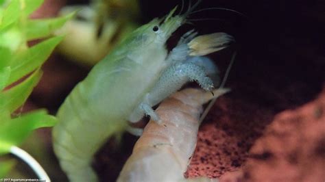 Vampire Shrimp: Care, Food & Lifespan & Tank Mates