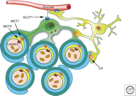 Oligodendrocytes: Myelination and Axonal Support