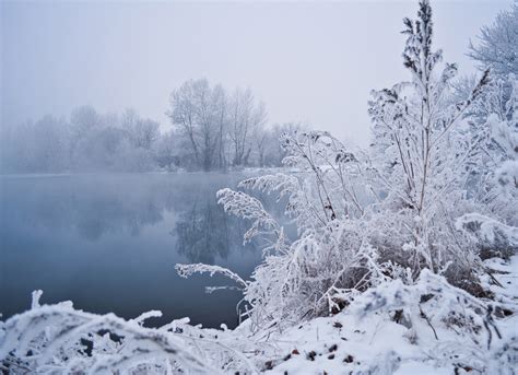 Winter Fog Free Stock Photo - Public Domain Pictures