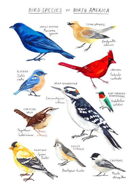 North American Birds Species Poster A3 size | Etsy in 2020 | Bird species, Common birds, Bird ...