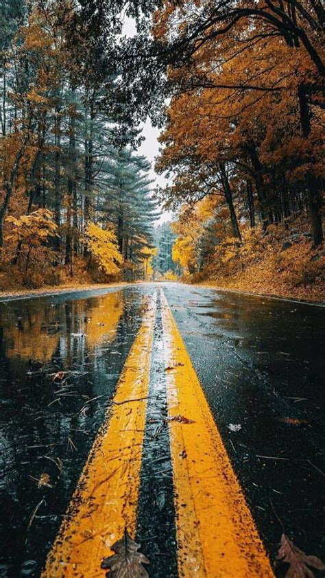 Autumn, fall nature, nature, fall, autumn, autumn road, road, beautiful ...