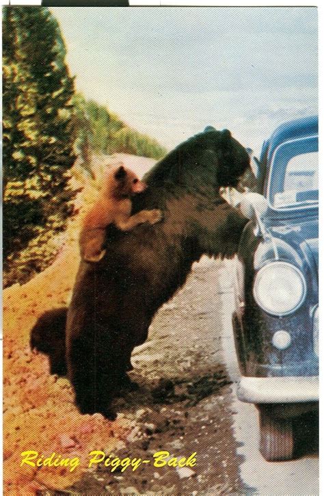 Vintage postcard from the Canadian Rockies Animals And Pets, Baby Animals, Funny Animals, Cute ...