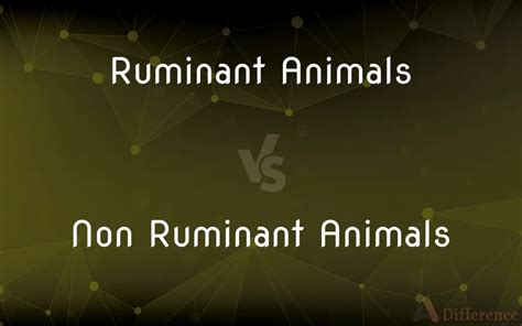 Ruminant Animals vs. Non Ruminant Animals — What’s the Difference?