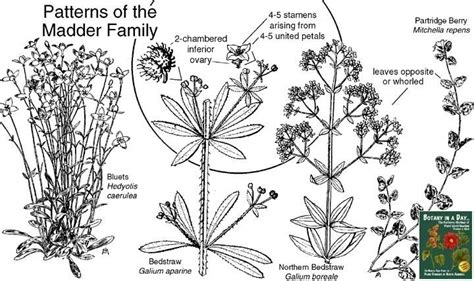 Rubiaceae ~ Everything You Need to Know with Photos | Videos