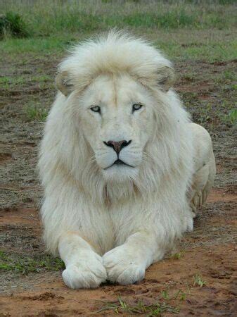 A truly majestic white Lion specimen.. It's absolutely stunning looking ...