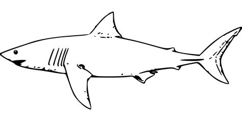 A Simple Tutorial On How To Draw A Shark - Caribu | Playtime Is Calling