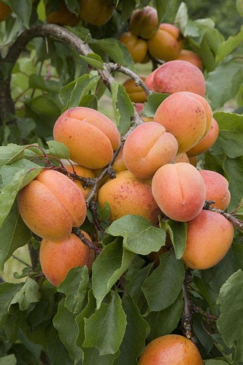 THE FIVE EASIEST FRUIT TREES TO GROW| The prospect of growing fruit ...