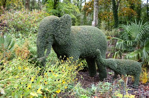 Topiary Animals - Agrumi New Forest Bespoke Topiary