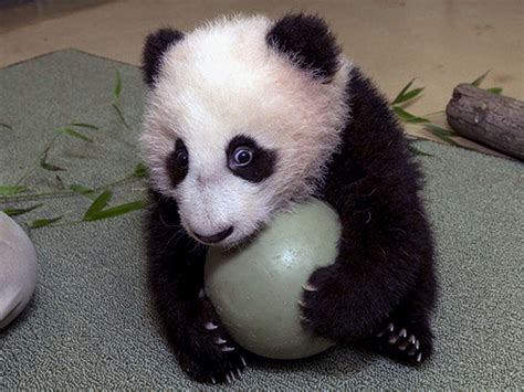 Adorable panda cub plays ball - CBS News