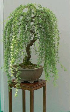 Weeping Willow Bonsai Tree - Species Guide and Maintenance Tips