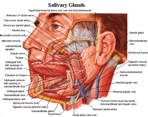 Salivary glands of the digestive system and their functions. Topics ...