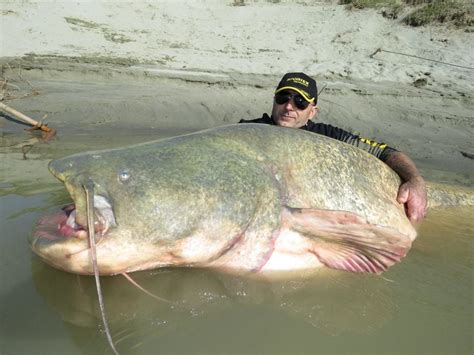 Absolute Man-Eater of a Catfish : AbsoluteUnits