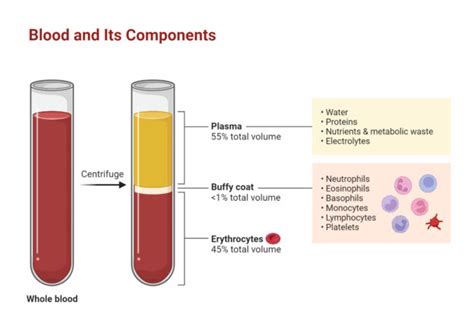 Plasma Proteins – A Comprehensive Review - My Endo Consult