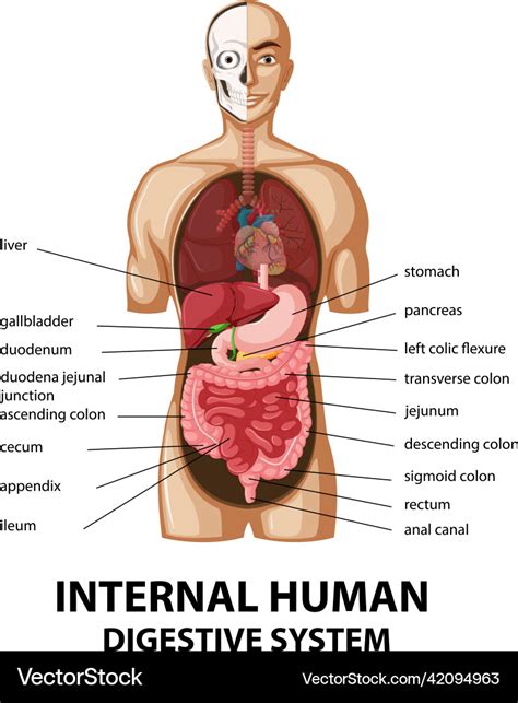 Digestive System Diagram Clipart People