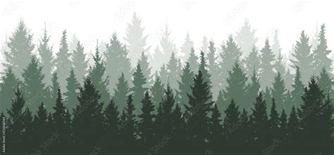 Forest background, nature, landscape. Evergreen coniferous trees. Pine, spruce, christmas tree ...