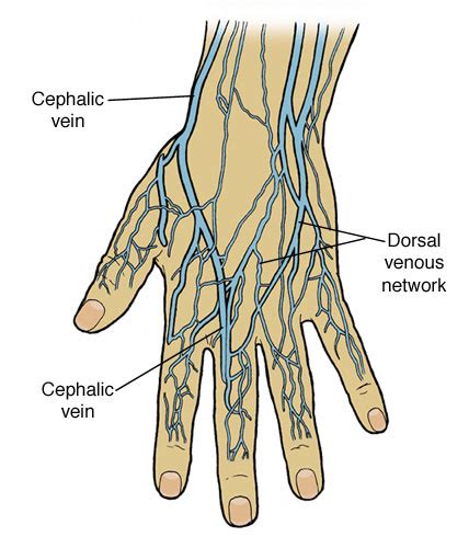 Iv Injection Sites Diagram Arm