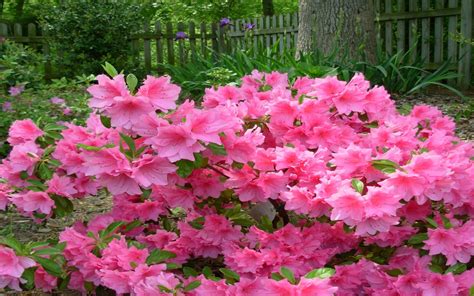 How To Plant And Care For Azalea Bushes : Wallpapers13.com