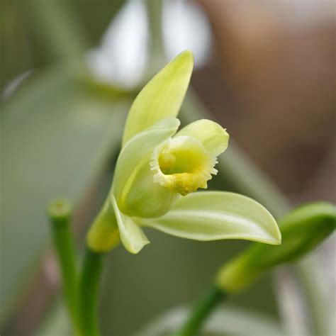 Vanilla Orchid - The Diggers Club