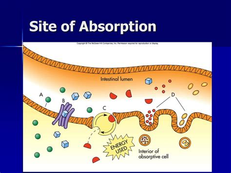 Factors Of Absorption Presentation