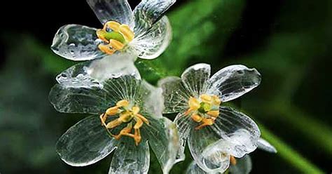 “Skeleton Flowers” Become Transparent When It Rains | Bored Panda