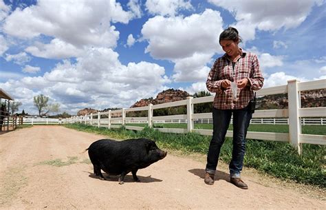 Potbelly Pig Facts | Best Friends Animal Society