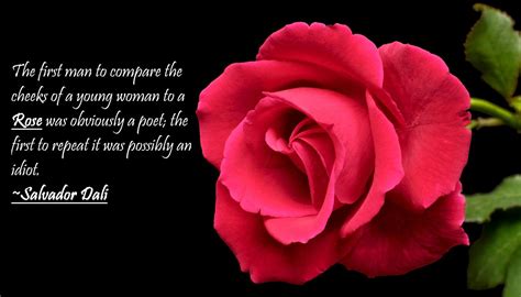 50 Best Rose Quotes To Show Your Love